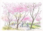 櫻花林_Sakura Trees 賴英澤 繪_Painted by Lai Ying-Tse